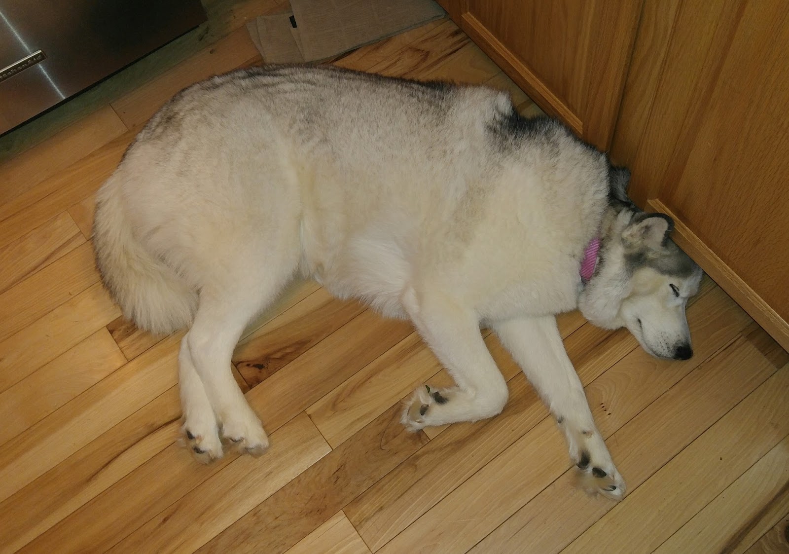 Rebecca's Amazing Creations Husky Chocolate Sugar Cookies