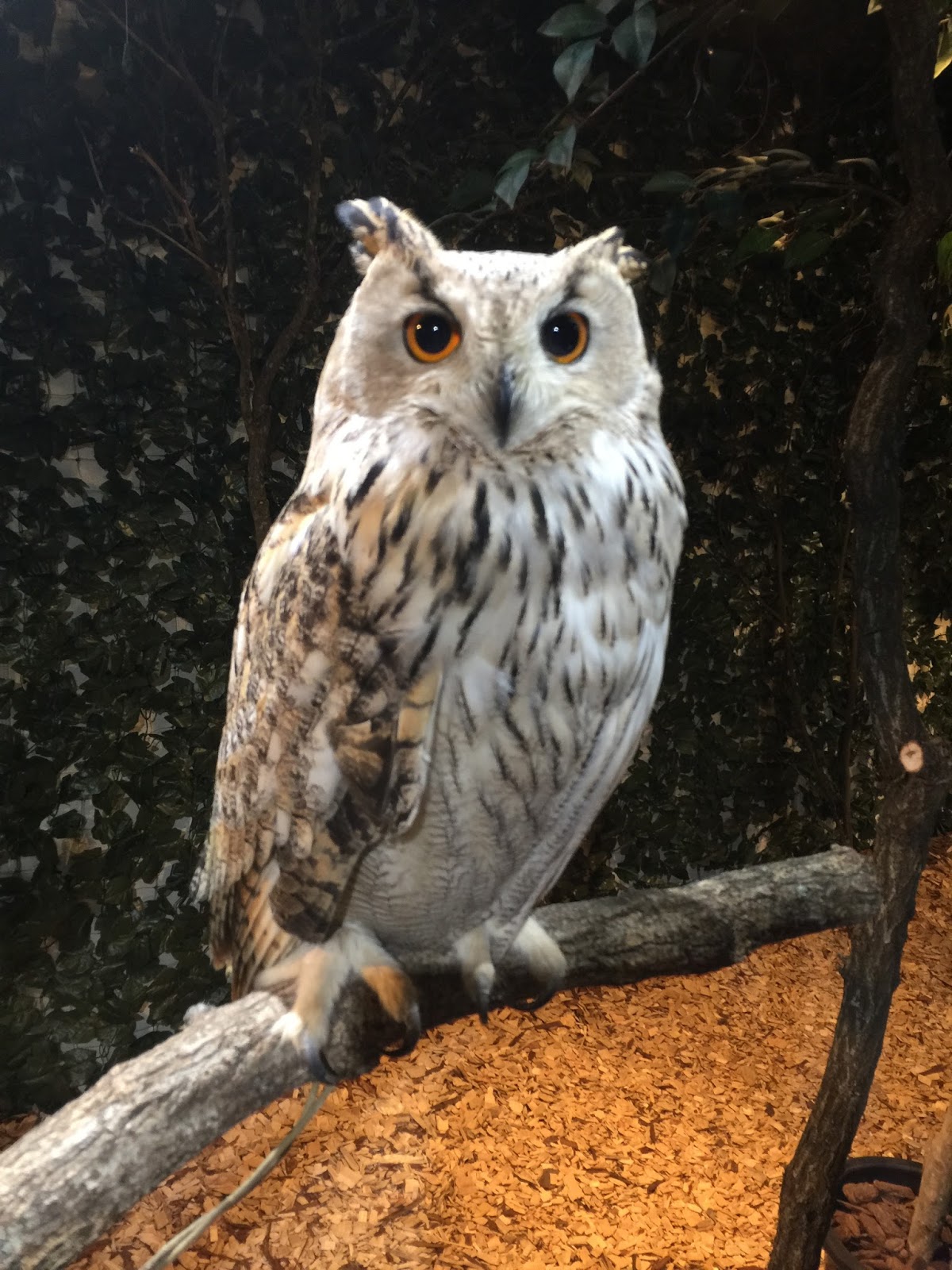 Kyoto Owl's Forest Zoo Sweetness in every bite