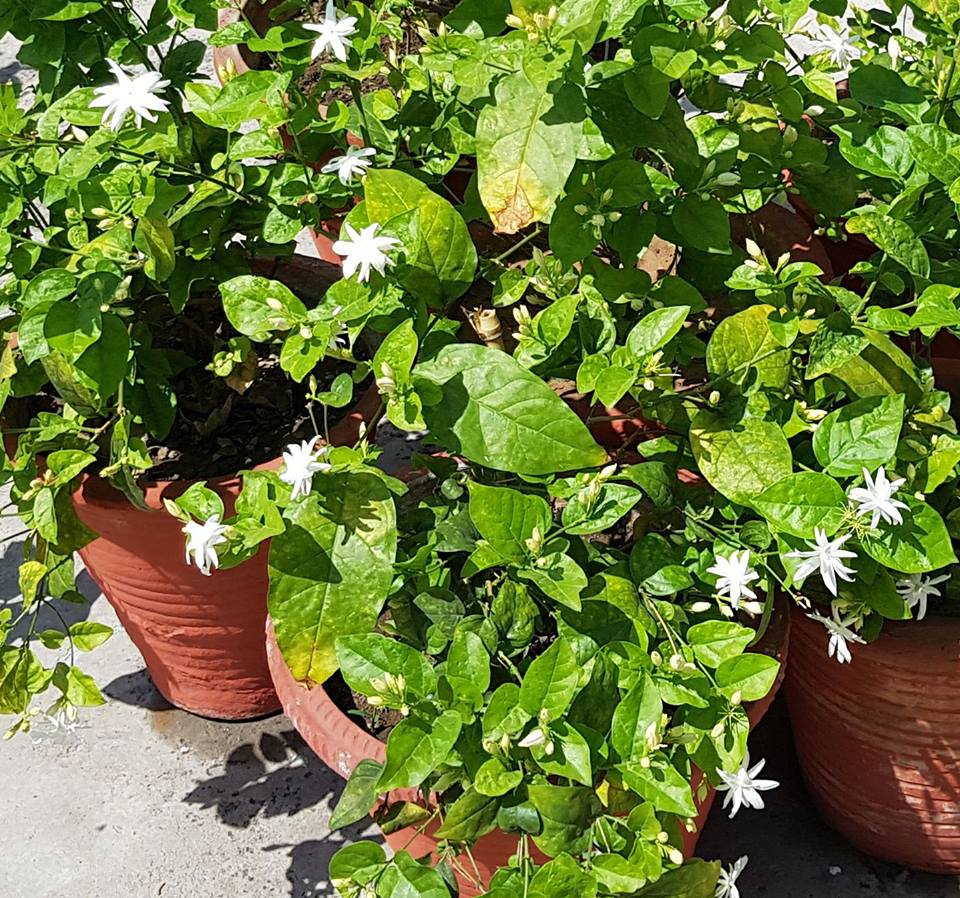 Renowned Vastu Consultant in Delhi offers Vastu consultancy services