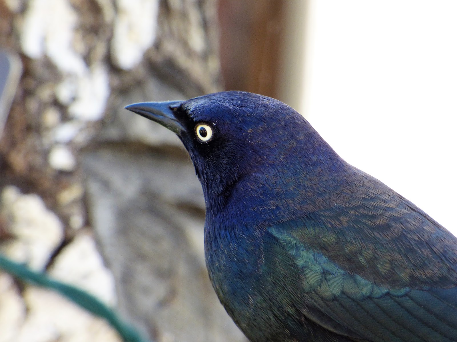 Geotripper's California Birds A Not Exactly Black Brewer's Blackbird