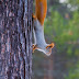 Animal acrobats of the treetops