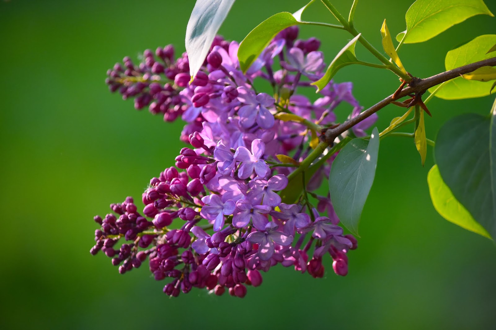 Visit My Garden Lilacs At The Arboretum