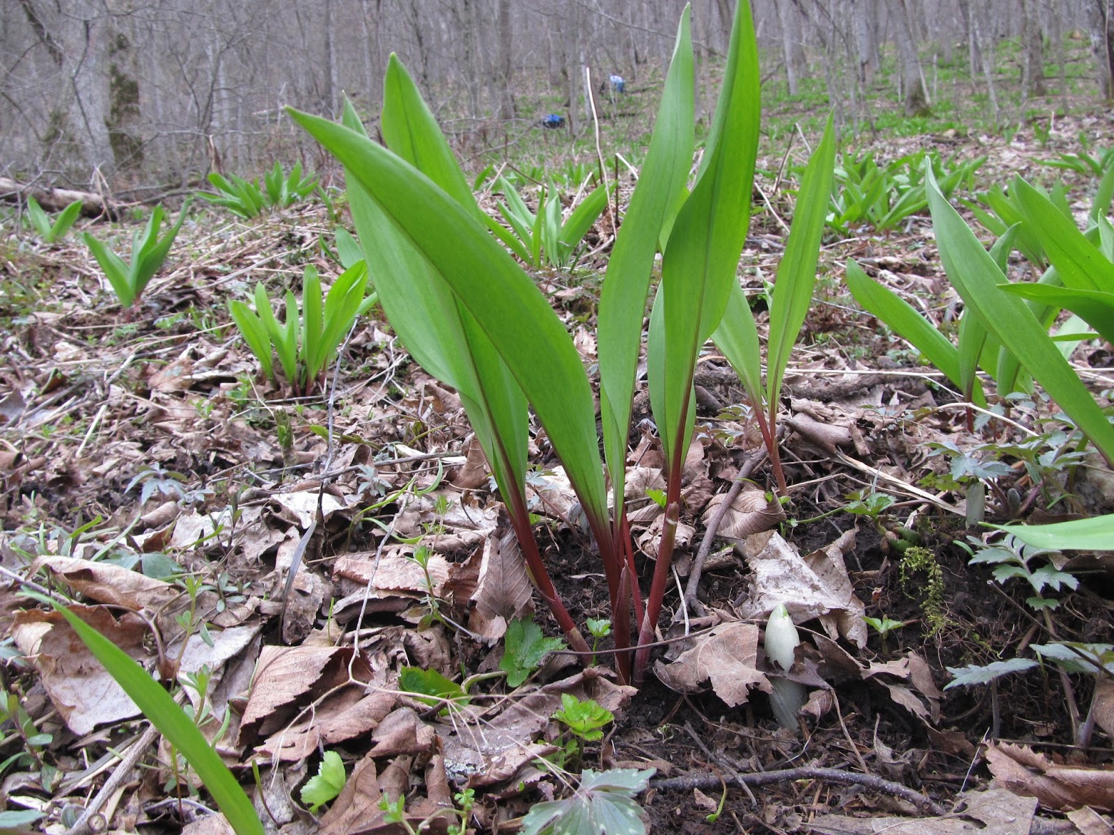 Harmony Valley Farm Ramps & To Spring