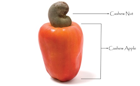 Image result for cashew fruit