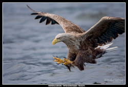 kingfisher eagle bird eagles michael norway flying tailed aerobatics walpepar tip pm posted 2006 ole martin pbase