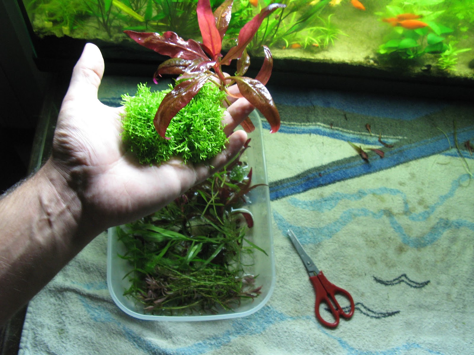 plexiglass per acquario fai da te: bostik prodotti professionali ... - Plexiglass Per Acquario Fai Da Te plexiglass per acquario fai da te: bostik prodotti professionali ... - Plexiglass Per Acquario Fai Da Te