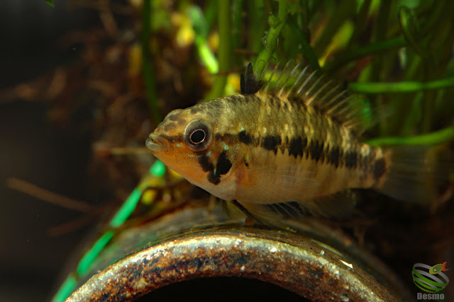 Apistogramma cf. alacrina