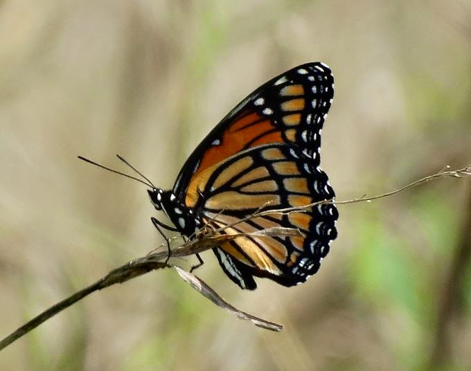 HTownWest Photo Blog Butterfly spotting in Spring Houstonarea