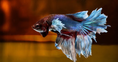 Terokai Kehidupan Ikan Laga Cara Untuk Memastikan Ikan Dalam Keadaan Sihat