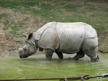 Rinoceros Sondaicus
