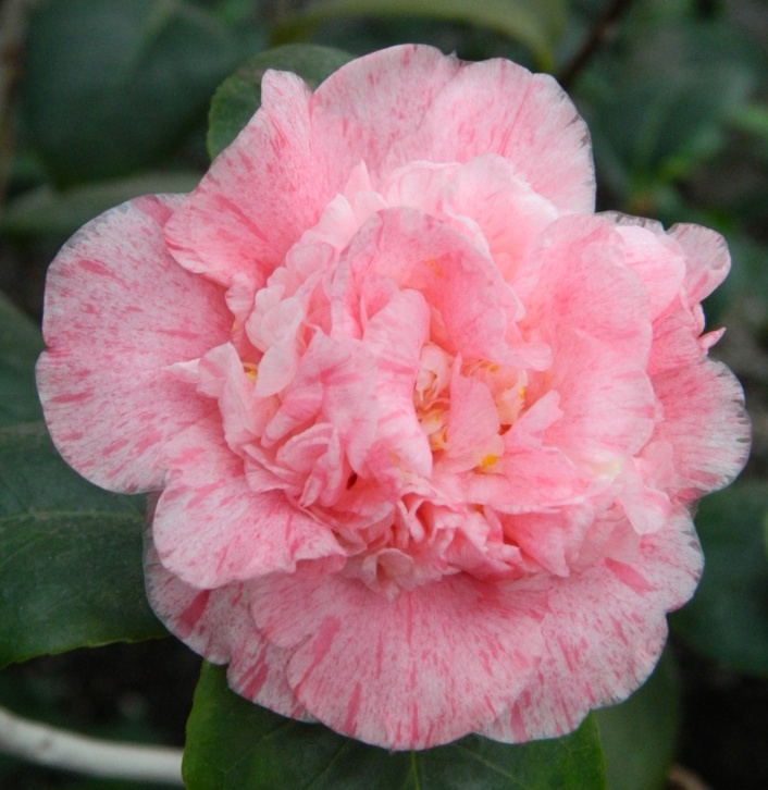 Pink camellia japonica bloom Allan Gardens Conservatory Spring Flower Show 2013 by garden muses: a Toronto gardening blog