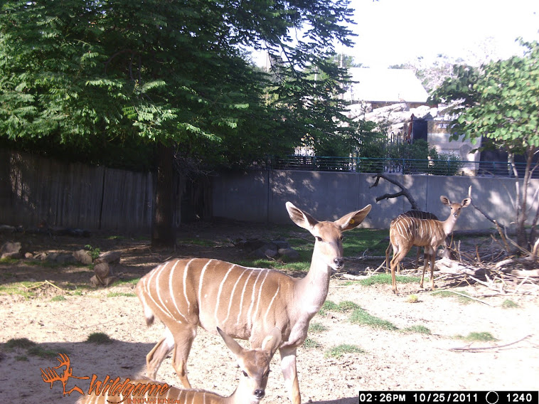Daily Zoo Camera Trap Images