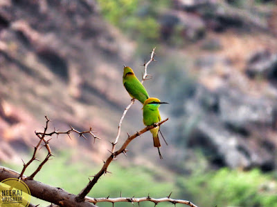 Birds in Karnataka