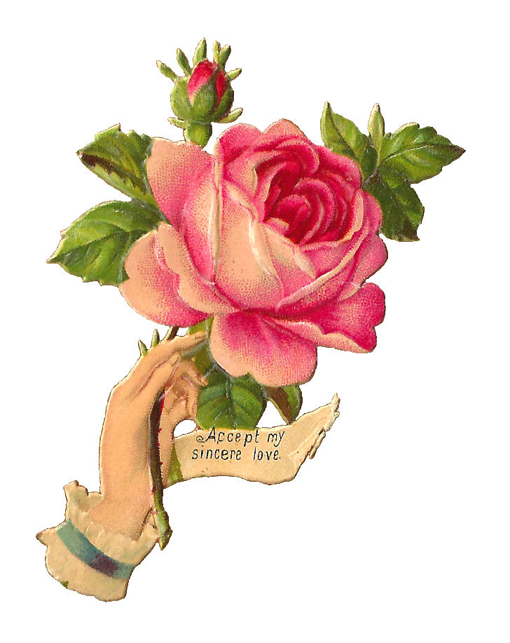 Antique Images Free Pink Rose Illustration Antique, Victorian Scrap