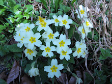 Primula vulgaris