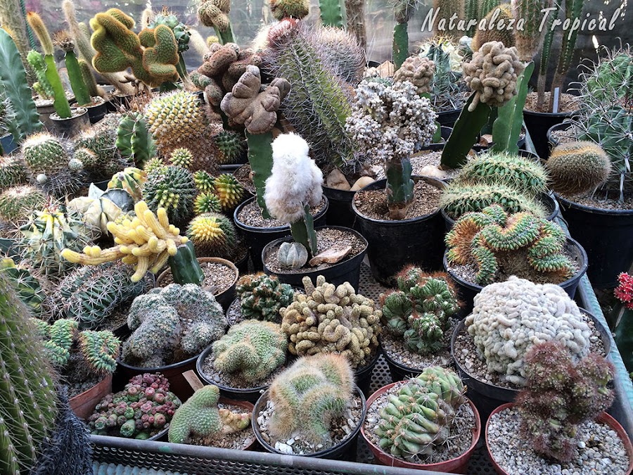 Colección de especies de cactus Cristata