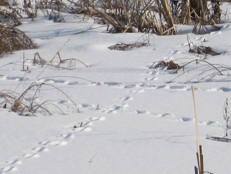 Mr. Micawber's Recipe for Happiness Tracks in the Snow
