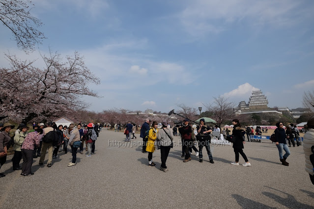 Himeji Castle Sakura Spot
