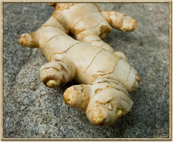 knowledge-channel-where-does-ginger-come-from