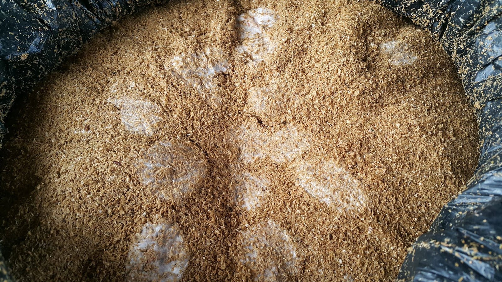 Moringa Farm / MalunggayLife Agri Farm Philippines: Rice Bran Compost ...