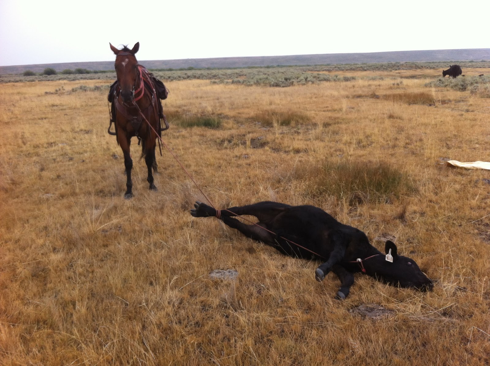 Robbie Cattle Company Inc: Photo Gallery: One-Man Doctoring Calves