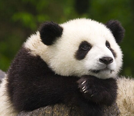 Asal Mula Warna Hitam Pada Panda [ www.BlogApaAja.com ]