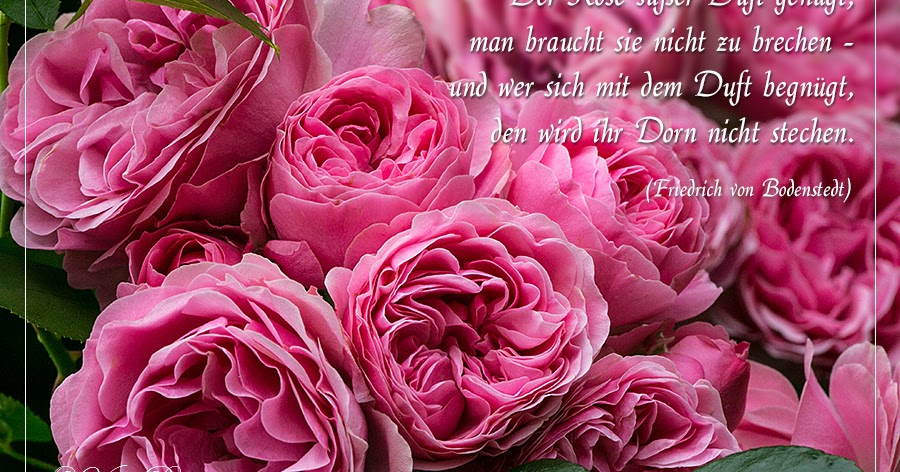 Get Duft der blumen zitat HD