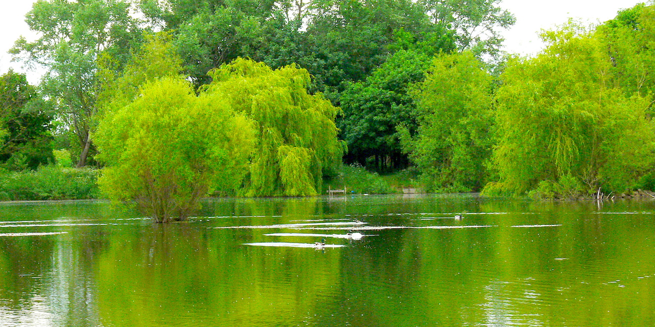 Cambridgeshire walks Somersham Nature Reserve and Lake