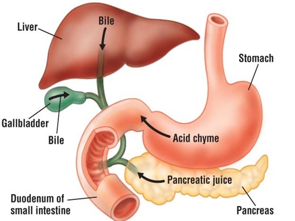 SONU ACADEMY: HUMAN DIGESTIVE SYSTEM-PART 4 -TEXT