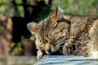 alt="gato anciano durmiendo durante el dia"