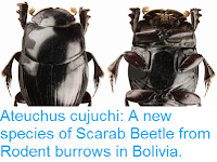 http://sciencythoughts.blogspot.co.uk/2015/05/ateuchus-cujuchi-new-species-of-scarab.html