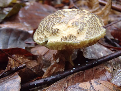 Podgrzybek złotawy, Xerocomus chrysenteron