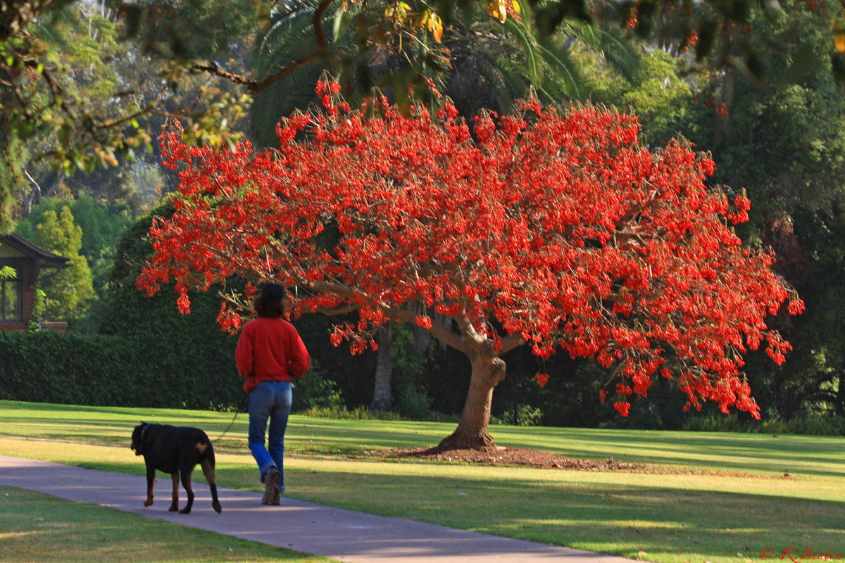 PlantWerkz Coral Tree Erythrina Fusca