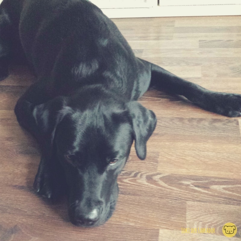 Chemische Kastration beim Labrador Rüden Unsere Erfahrungen mit dem