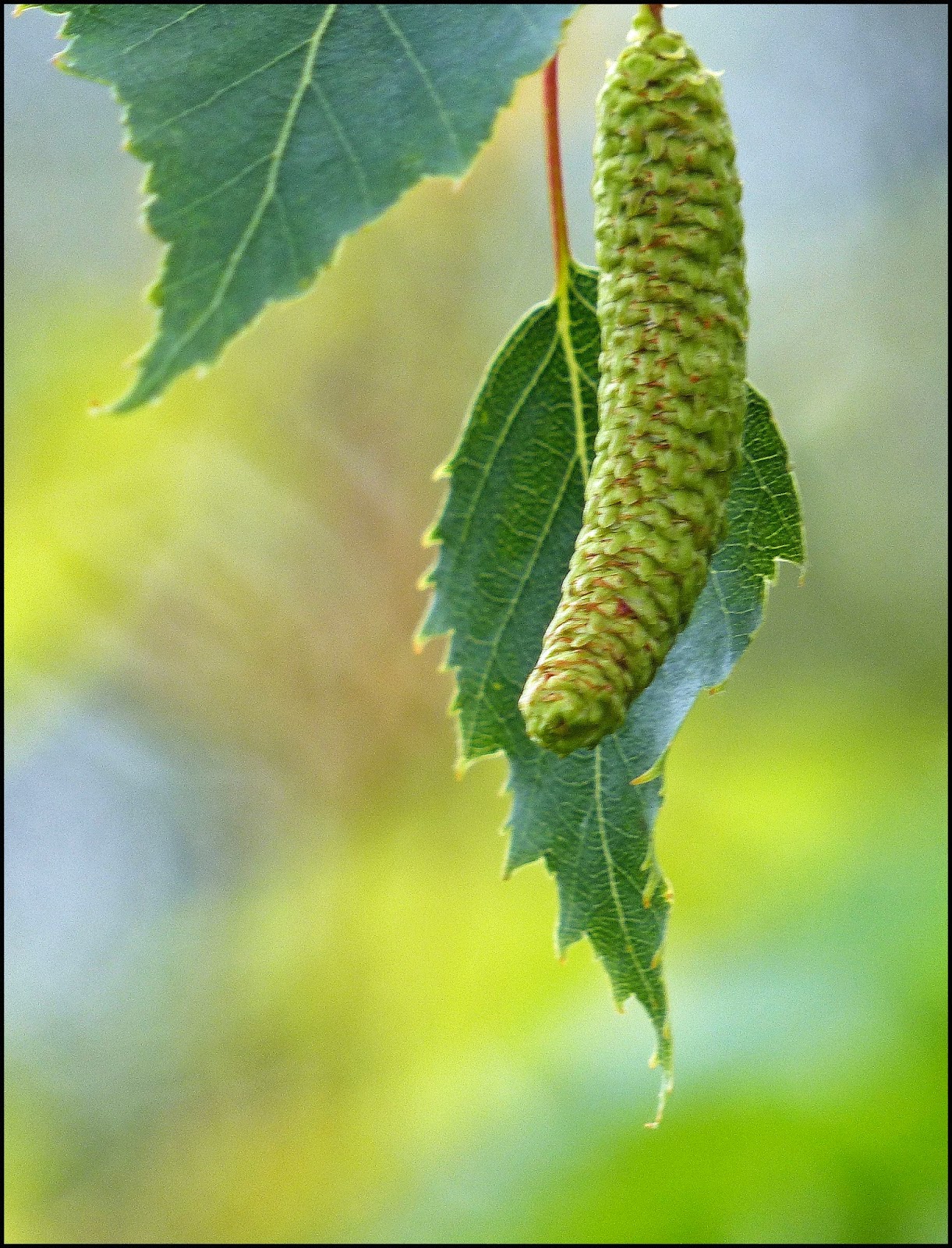 Wild and Wonderful Tree Following Silver Birch in June