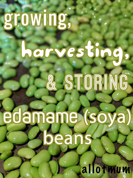 The Allotmum Growing, harvesting and storing Edamame (soya) beans