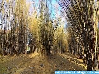 Hutan Bambu Surabaya taman bambu keputih surabaya