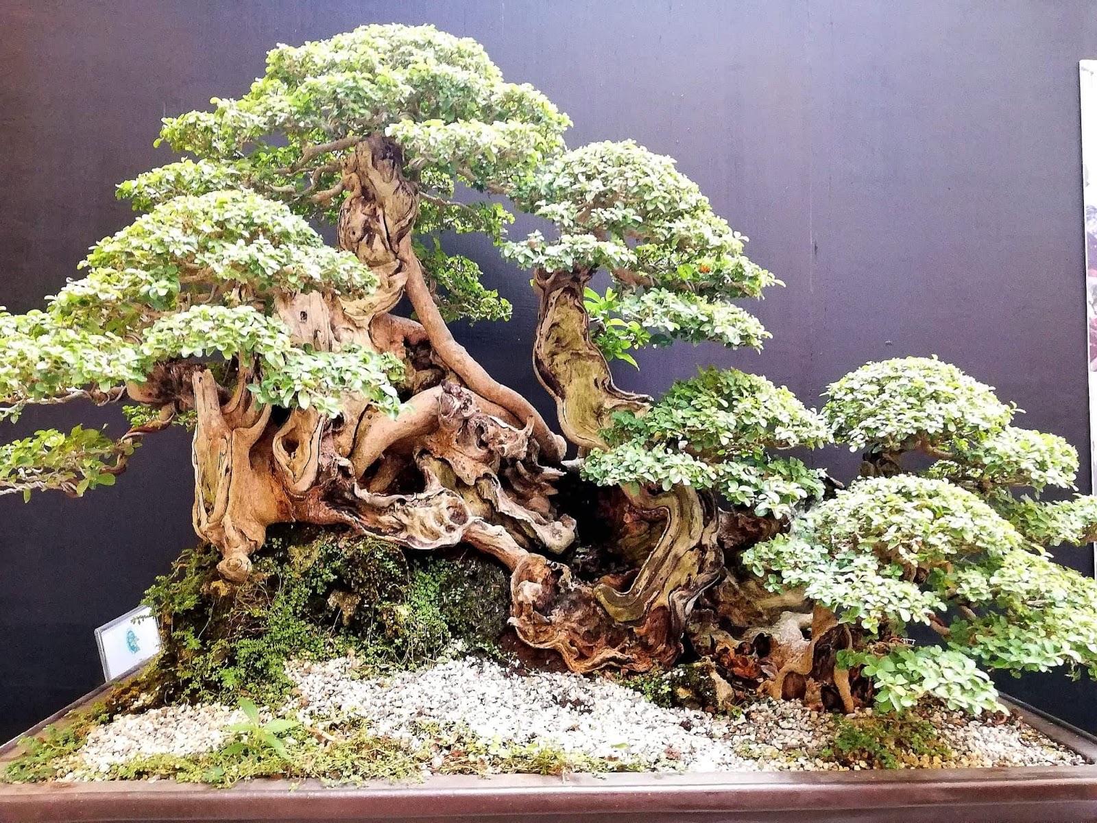 Made It Through Mum Philippine Bonsai Society partners with SM