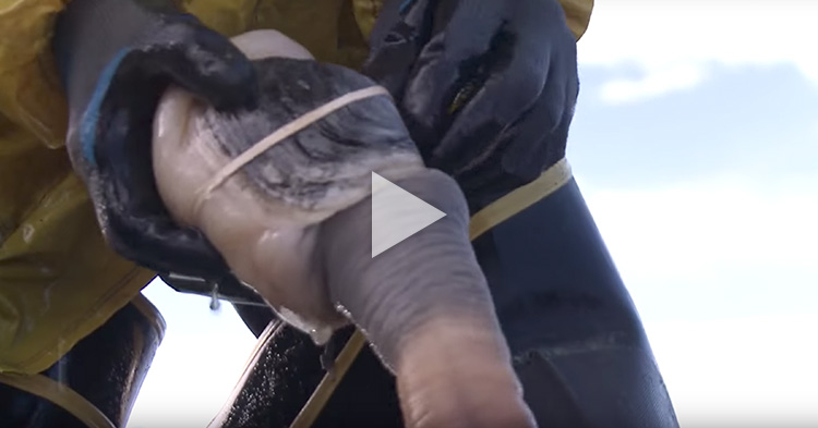 This huge elephant trunk clam is an expensive delicacy, an aphrodisiac in China