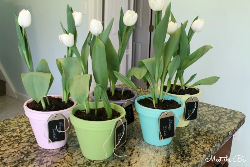 DIY Painted Spring Planters- An easy Easter craft and great gift idea!