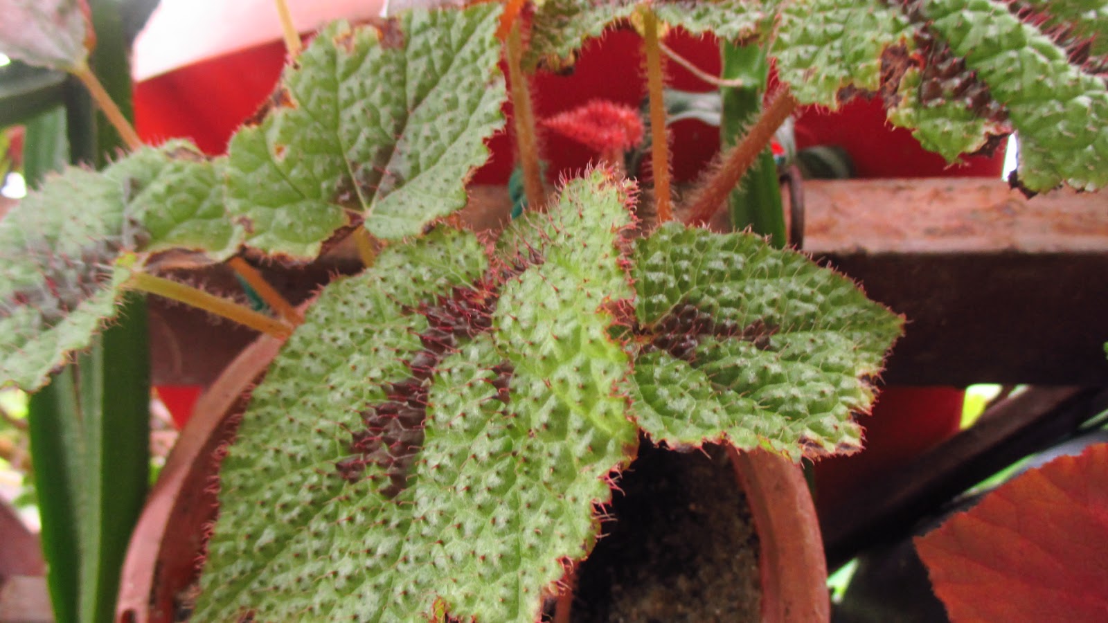 Begonia