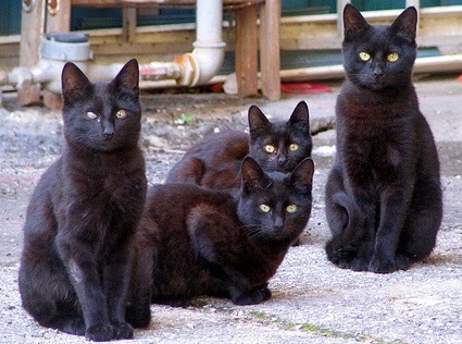 Black Cats HQ Wallpapers