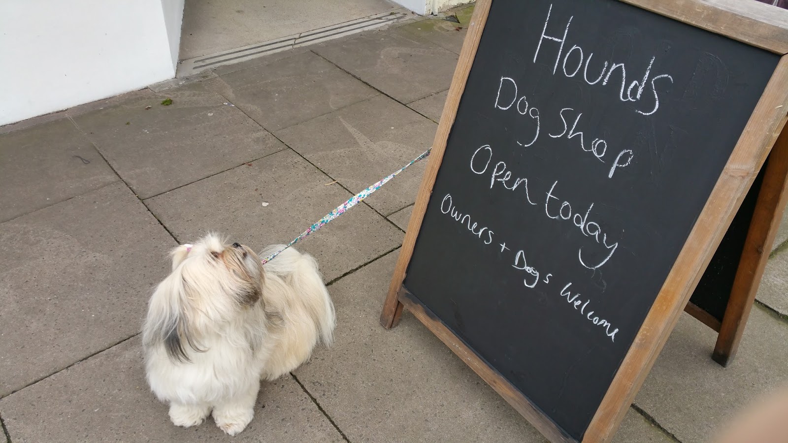 Hounds NewcastleUnderLyme Staffordshire Paws across Britain