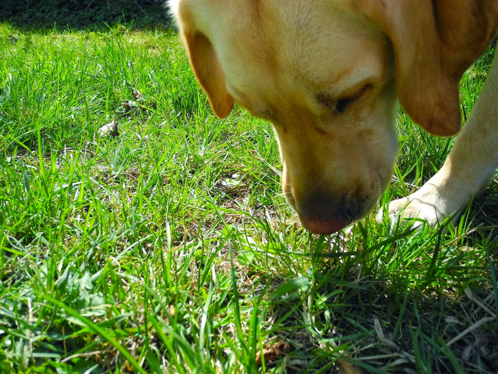 Едят ли собаки траву. Собака ест траву. Трава которую едят собаки на улице. Овчарка ест траву. Какую траву едят собаки.