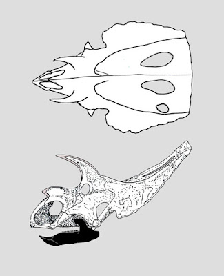 Arrhinoceratops skull