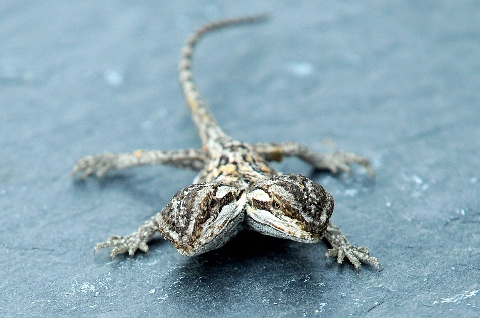 Cada día sabemos más y entendemos menos... Largarto con dos cabezas