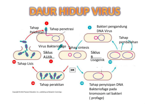 Siklus hidup virus,Manfaat virus dan cara Hidup virus