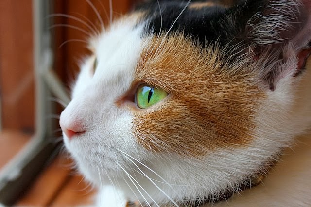 Plowing Through Life On Being Kind To Animals