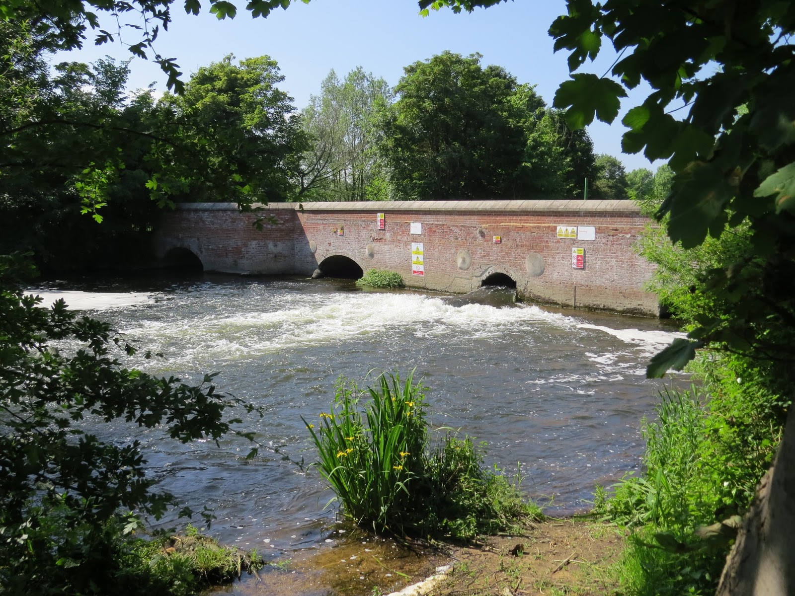 The Autistic Naturalist June 9th Hellesdon Mill