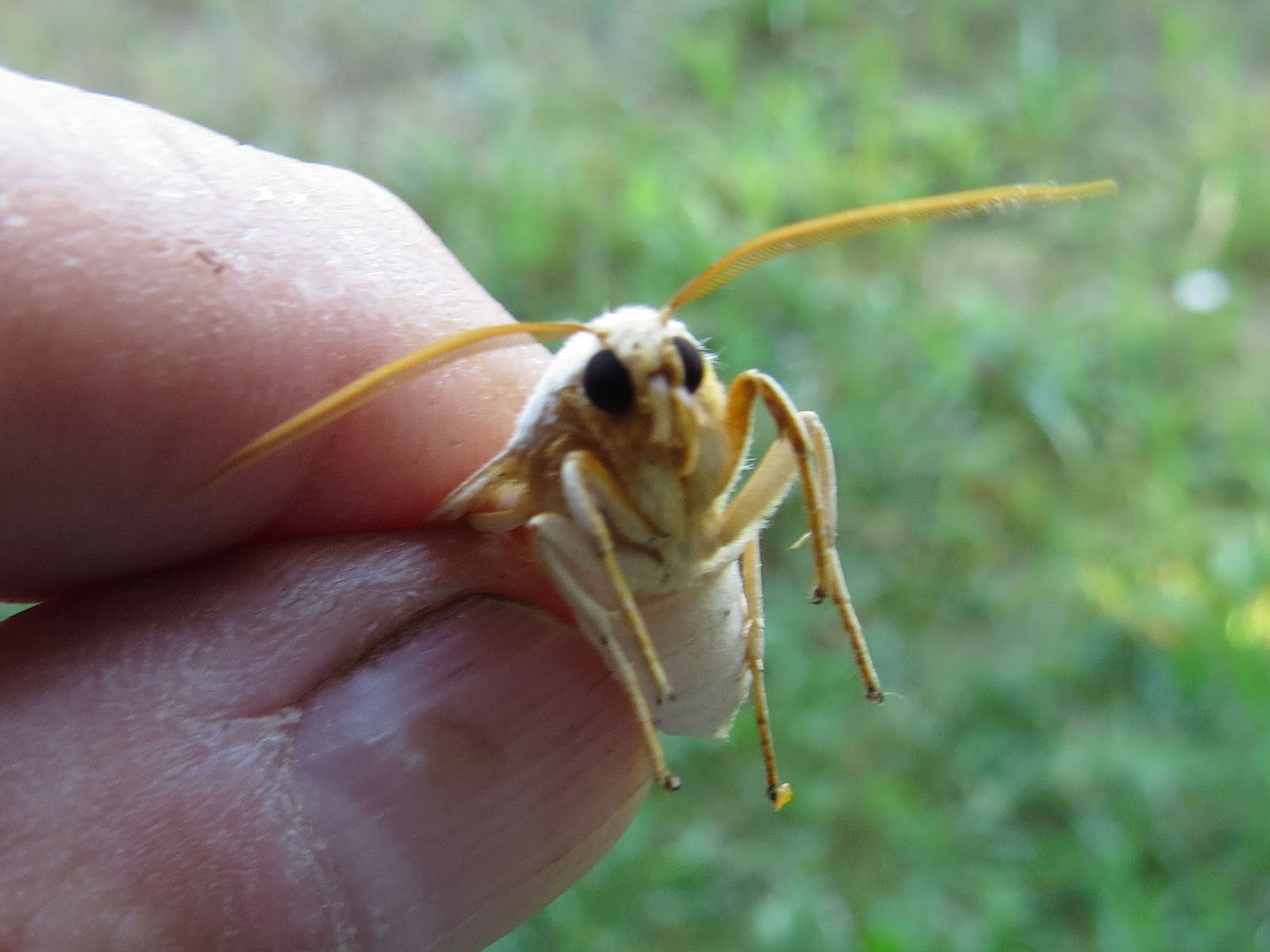 Banded Tussock moth
